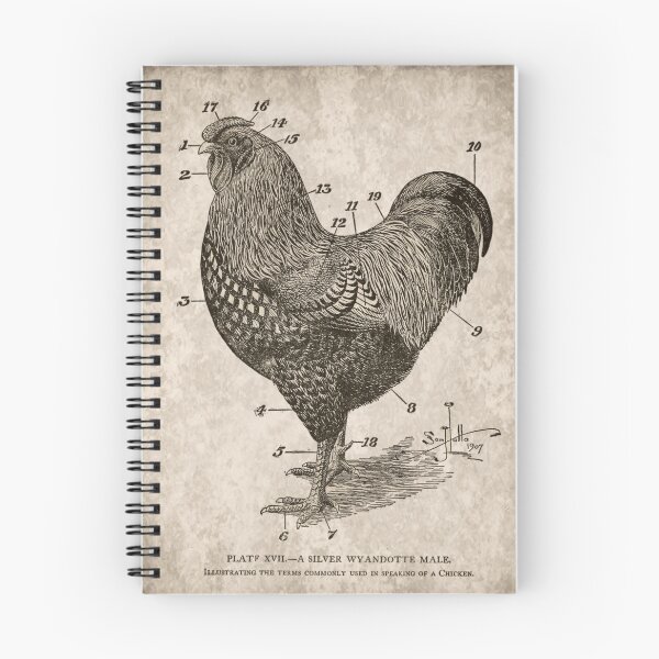 Item preview, Vintage Chicken, Silver Wyandotte designed and sold by DownThePath.