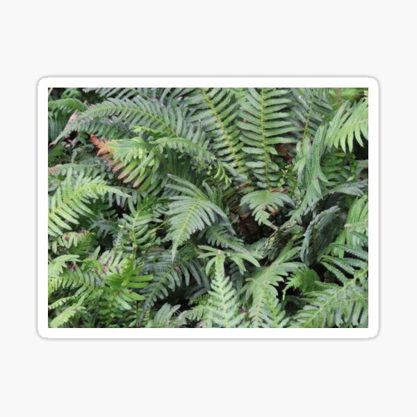 Item preview, BBG Ferns designed and sold by Genevieve Hanlon Art and Photography.