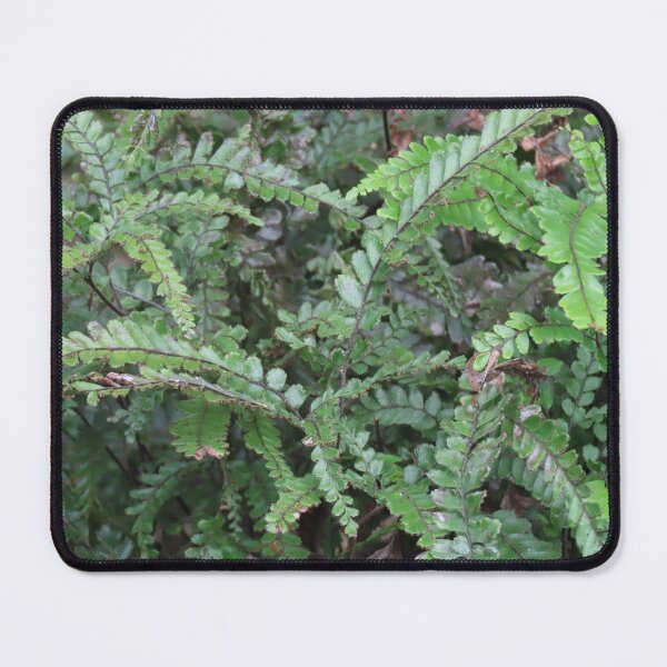 Item preview, BBG Frondy Ferns 2 designed and sold by Genevieve Hanlon Art and Photography.