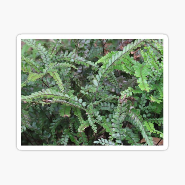 Item preview, BBG Frondy Ferns 2 designed and sold by Genevieve Hanlon Art and Photography.