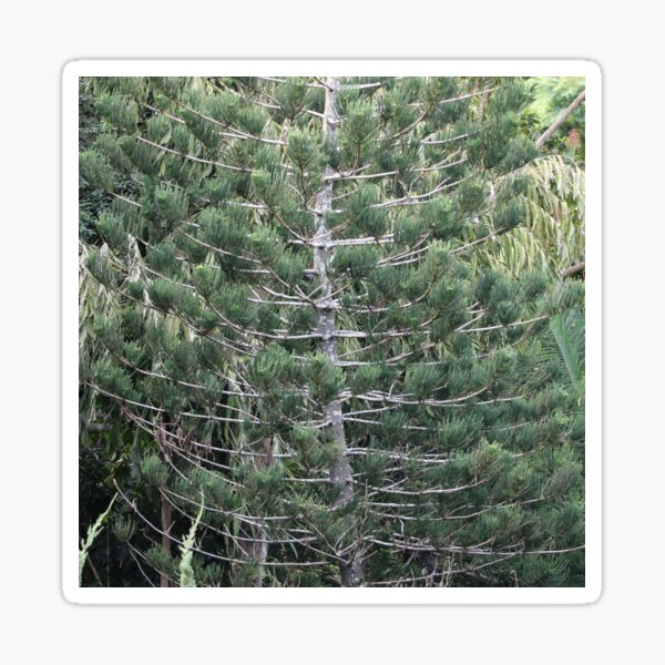 Item preview, BBG Pine designed and sold by Genevieve Hanlon Art and Photography.