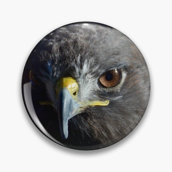 Item preview, Dramatic Hawk on Black designed and sold by richardbryce.