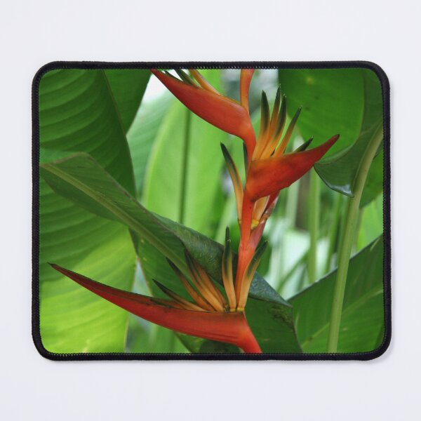 Item preview, Paradise designed and sold by coffeebean.