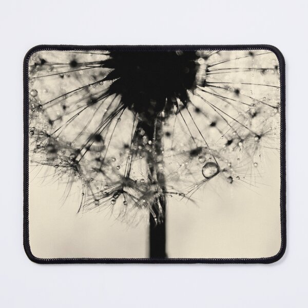 Item preview, Flower photography - Dandelion - silver floral print designed and sold by Ingrid Beddoes Photography.