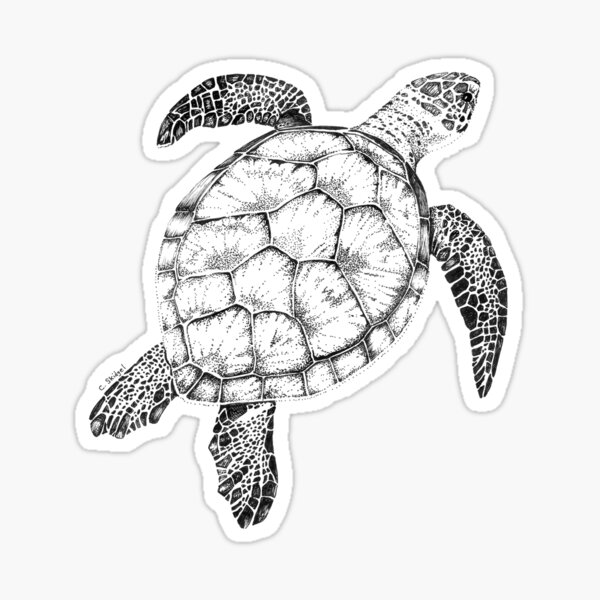 Green Sea Turtle Sticker