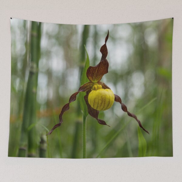 Item preview, Finding Forest Treasures - Venus Slipper Orchid in Yellow and Brown designed and sold by Georgia Mizuleva.