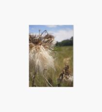Dandy Lion Art Board