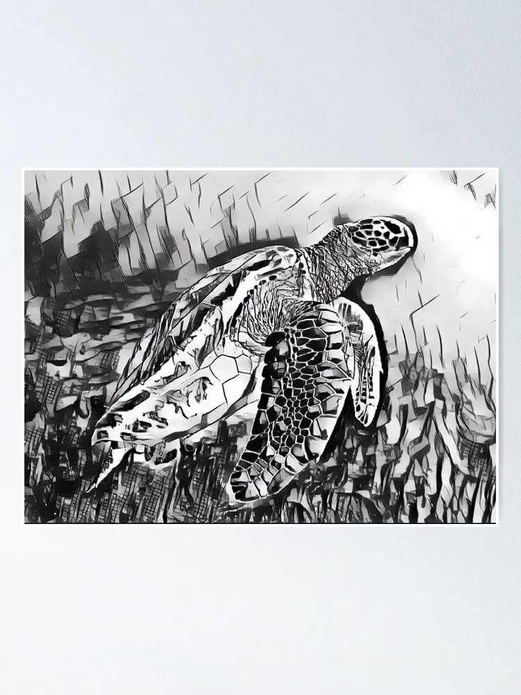 Poster for Sale avec l uvre Tortue noire et blanche de l