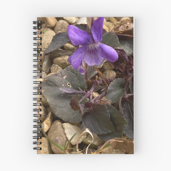 Artikelvorschau, Bratschenfotografie, Viola Labradorica Riviniana Pupurea entworfen und verkauft von OByD.