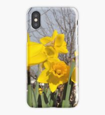Daffodils iPhone Case/Skin