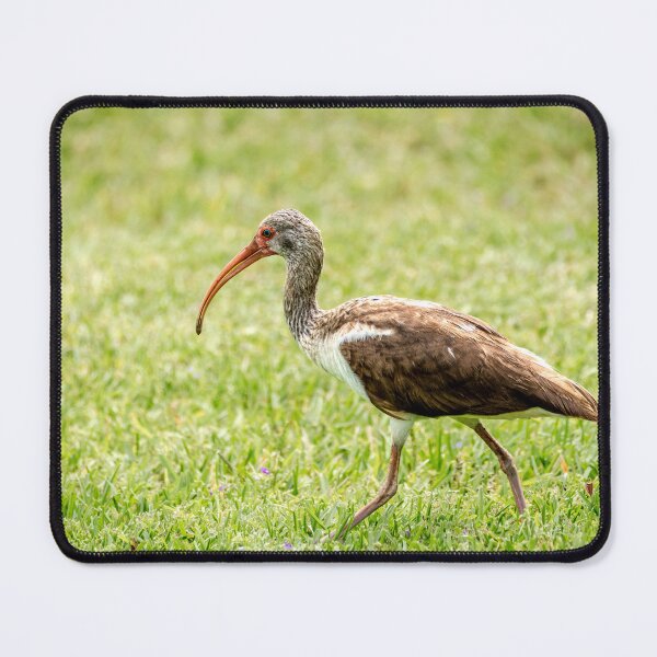 Item preview, Young White Ibis Feeding in the Grass designed and sold by Debra Martz.