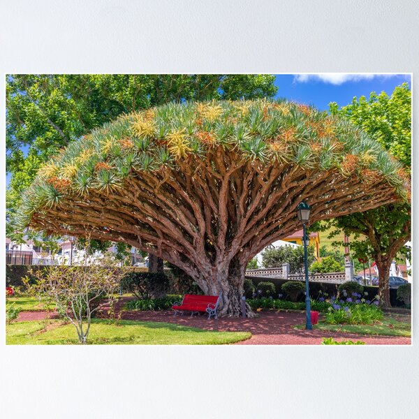 Item preview, Giant Dragon Tree designed and sold by MaggiePixel.
