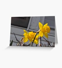 Daffodils Greeting Card