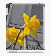 Daffodils iPad Case/Skin