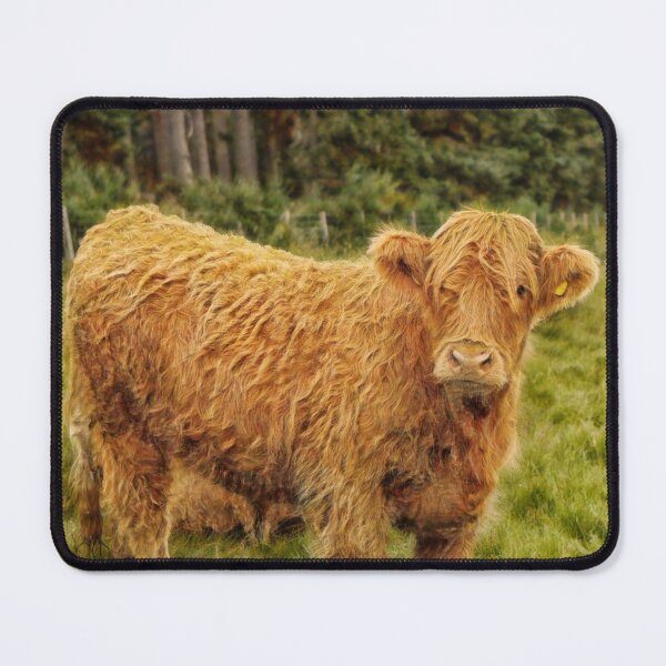 Item preview, Scottish Highland cow looking at you designed and sold by Photopat.