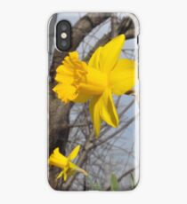Daffodils iPhone Case/Skin