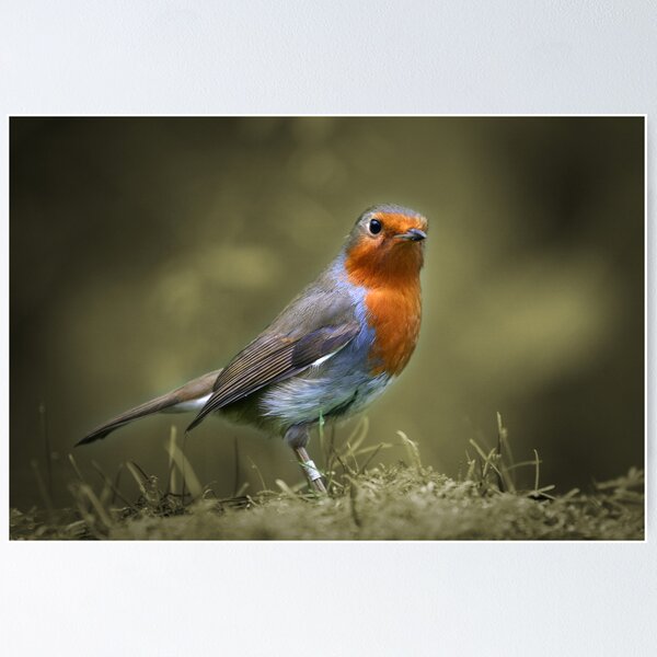 Item preview, Mr Inquisitive designed and sold by Martyn Starkey.