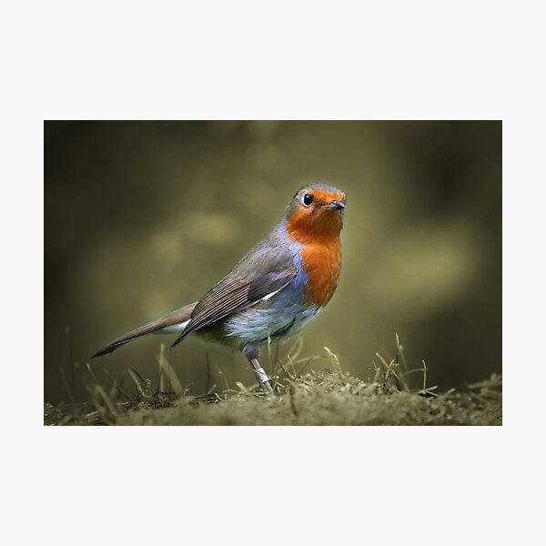 Item preview, Mr Inquisitive designed and sold by Martyn Starkey.