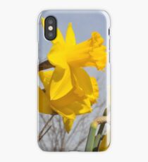 Daffodils iPhone Case/Skin