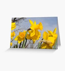 Daffodils Greeting Card