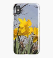 Daffodils iPhone Case/Skin