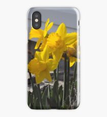 Daffodils iPhone Case/Skin