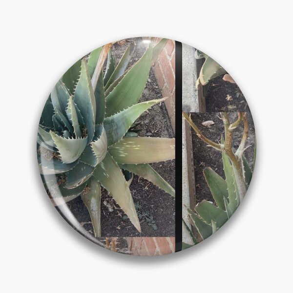 Item preview, Aloe Plant  designed and sold by Sunflowerwild.