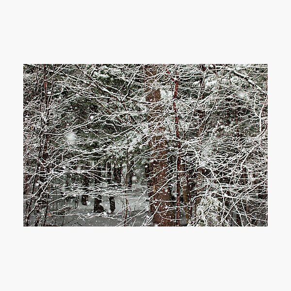 Spring Snow Photographic Print