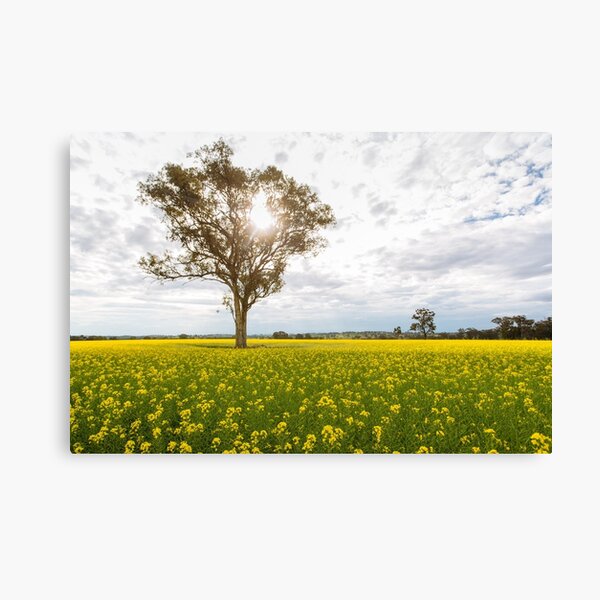 Item preview, Cudal Canola Fields designed and sold by Jack Chauvel.