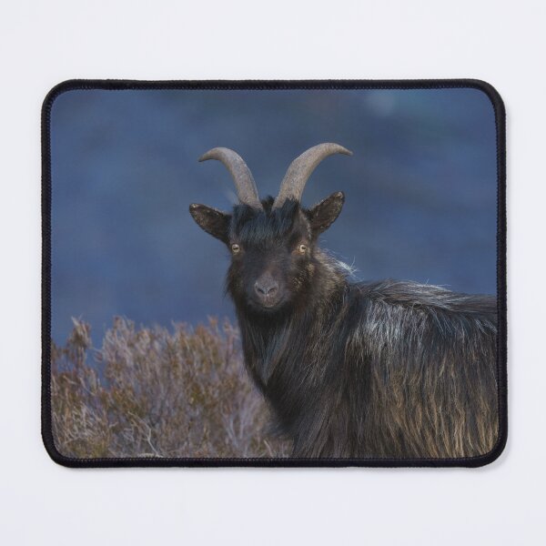 Item preview, Scottish feral goat designed and sold by rawshutterbug.