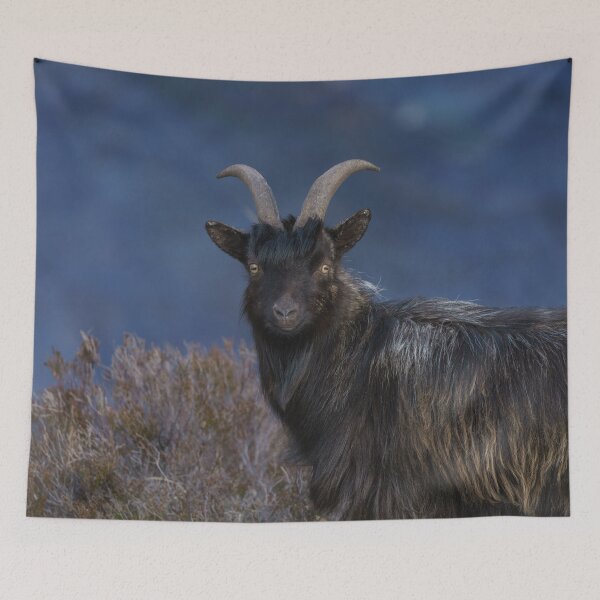 Item preview, Scottish feral goat designed and sold by rawshutterbug.
