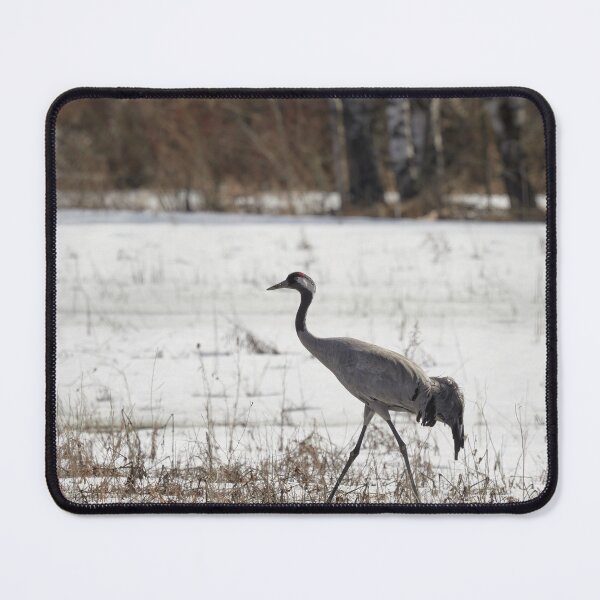 Item preview, On the walk today. Eurasian crane designed and sold by Jouko Lehto Photography.