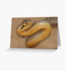 Eastern brown snake Greeting Card