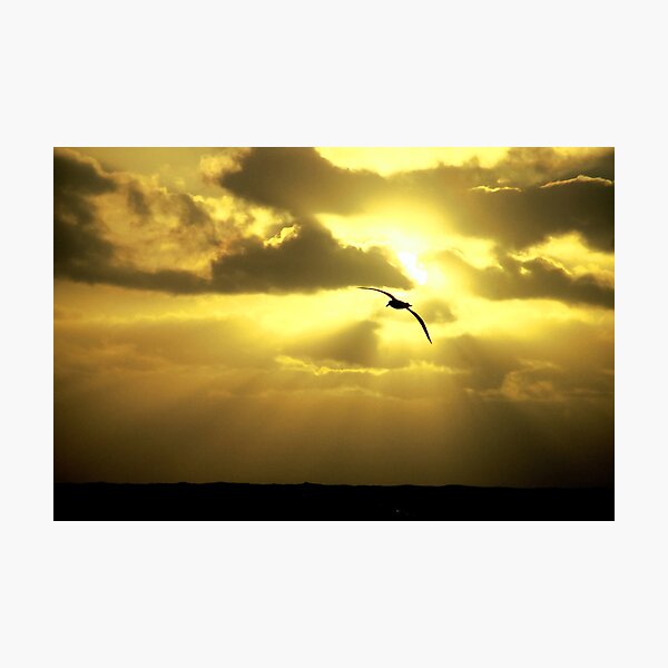 Albatross Sunset Photographic Print