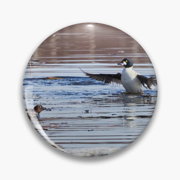 Item preview, It was this big. Common goldeneye designed and sold by Jouko Lehto Photography.