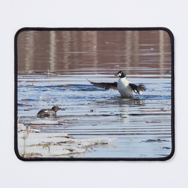 Item preview, It was this big. Common goldeneye designed and sold by Jouko Lehto Photography.