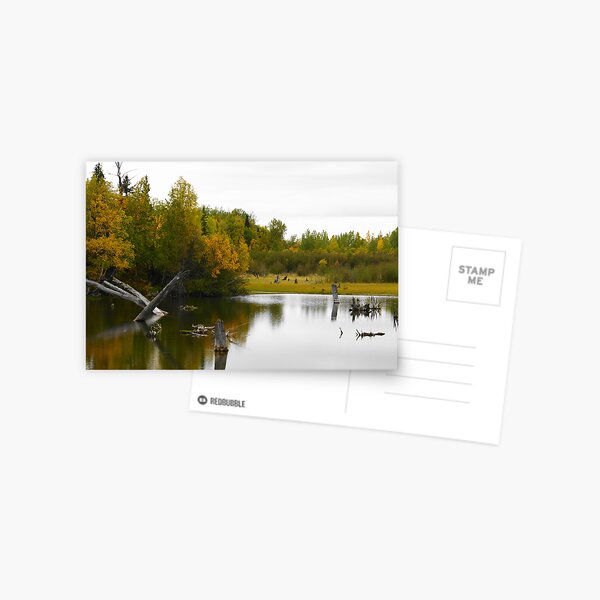 The Pond Postcard