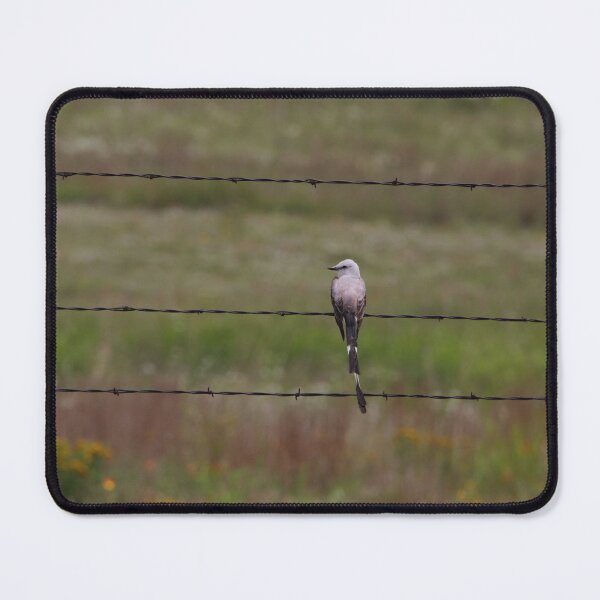 Item preview, Scissor tailed Flycatcher on Barbed Wire designed and sold by kolbmannc.