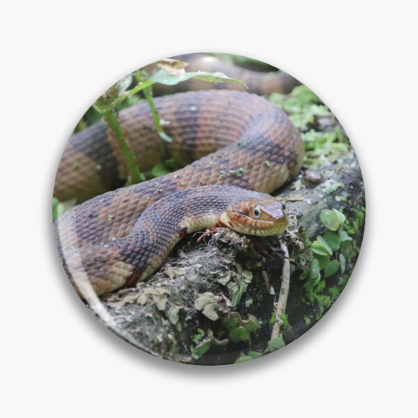 Item preview, Water Snake in Swamp designed and sold by kolbmannc.