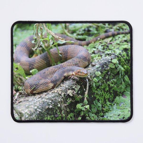 Item preview, Water Snake in Swamp designed and sold by kolbmannc.