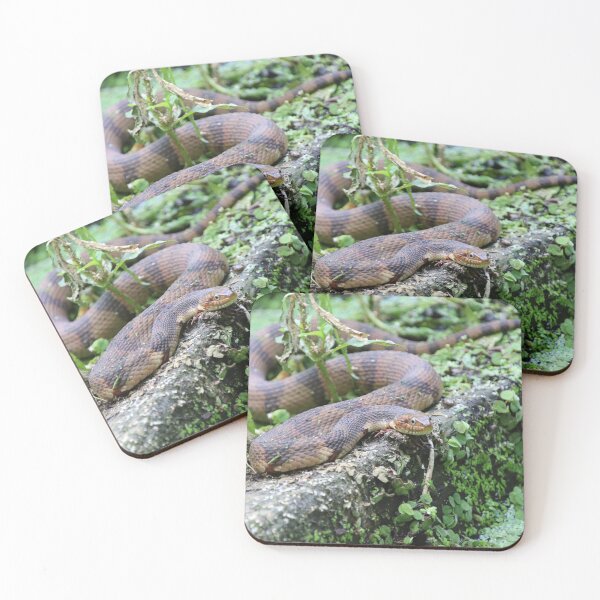 Item preview, Water Snake in Swamp designed and sold by kolbmannc.