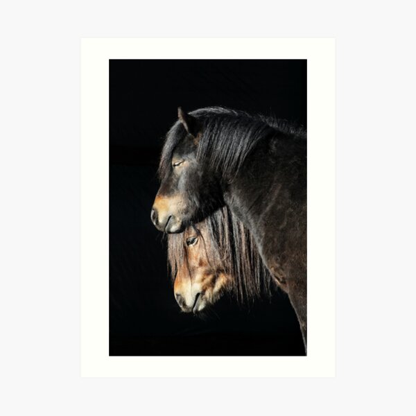 30.3.2017: Shetland Ponies Art Print