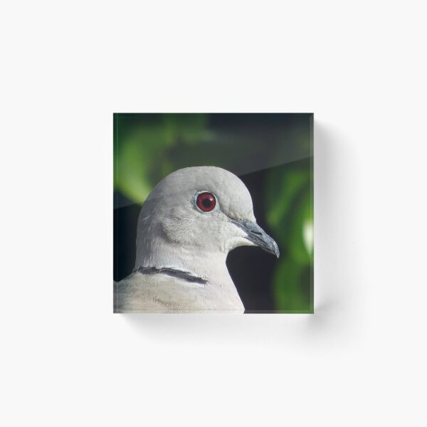 Item preview, Collared Dove designed and sold by Ancient Realms.