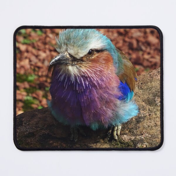 Item preview, Lilac-Breasted Roller designed and sold by Ancient Realms.
