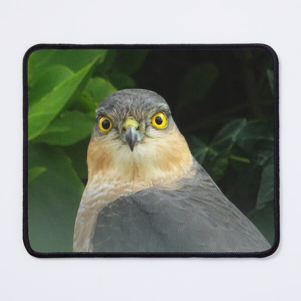 Item preview, Sparrowhawk designed and sold by Ancient Realms.