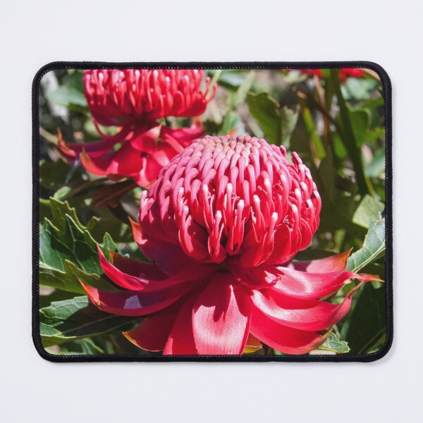 Item preview, Waratah 2 designed and sold by Fran Woods.