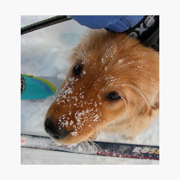 Item preview, Golden Pup on Ski outing designed and sold by Janet Houlihan.