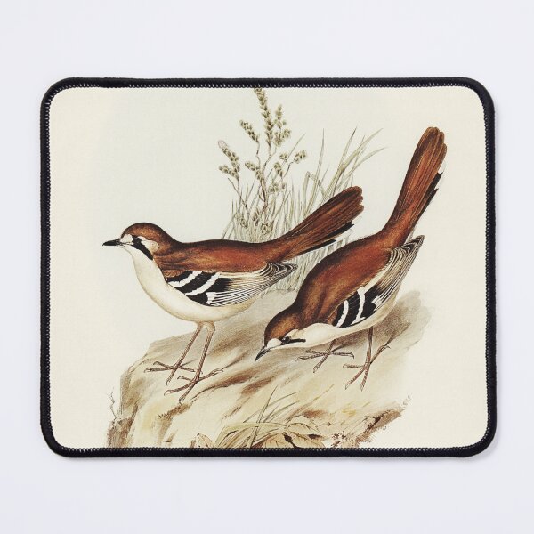 Item preview, Brown Eastern Scrub-Robin, Vintage Birds of Australia, Elizabeth Gould designed and sold by Yeldiz.