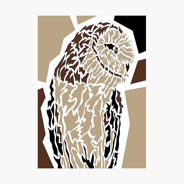 Owl Fotodruck