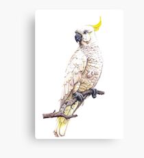 Sulphur Crested Cockatoo Canvas Print